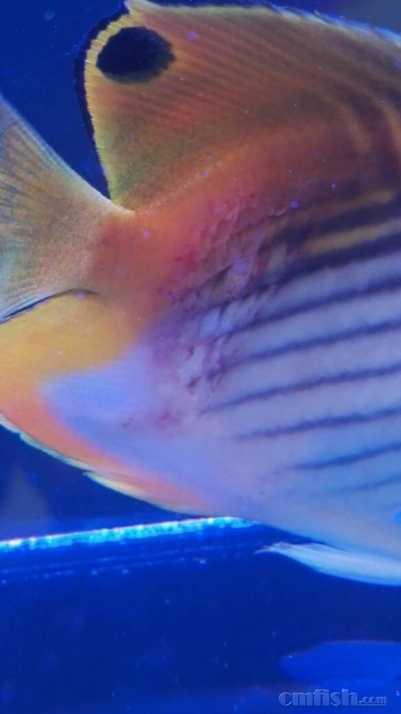 初学者咨询(Beginners) - CMF海水观赏鱼论坛