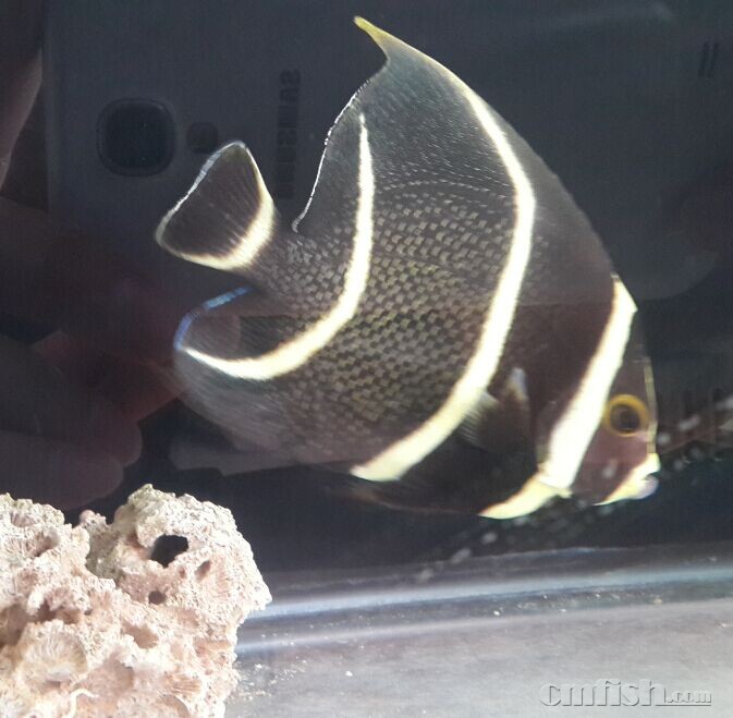 法仙 这是 融鳍 还是细菌感染 还是烂鳍, 严重了