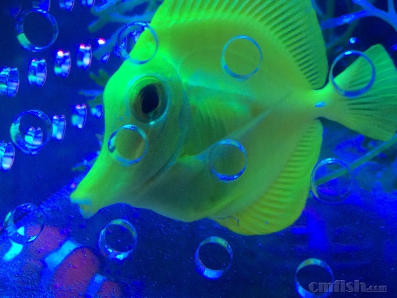 黄金吊生病,鱼鳍根部凸出谁知道怎么回事? - 北