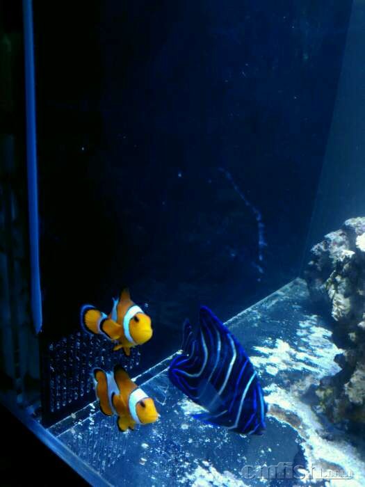 出两条野生公子小丑,开口,养了一个月 - 北京地