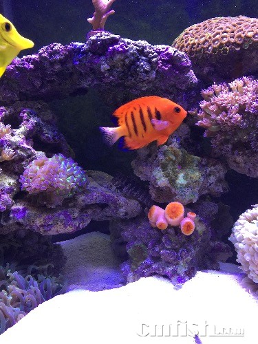 火焰仙鱼鳍烂了… - ◆初学者咨询(Beginners)