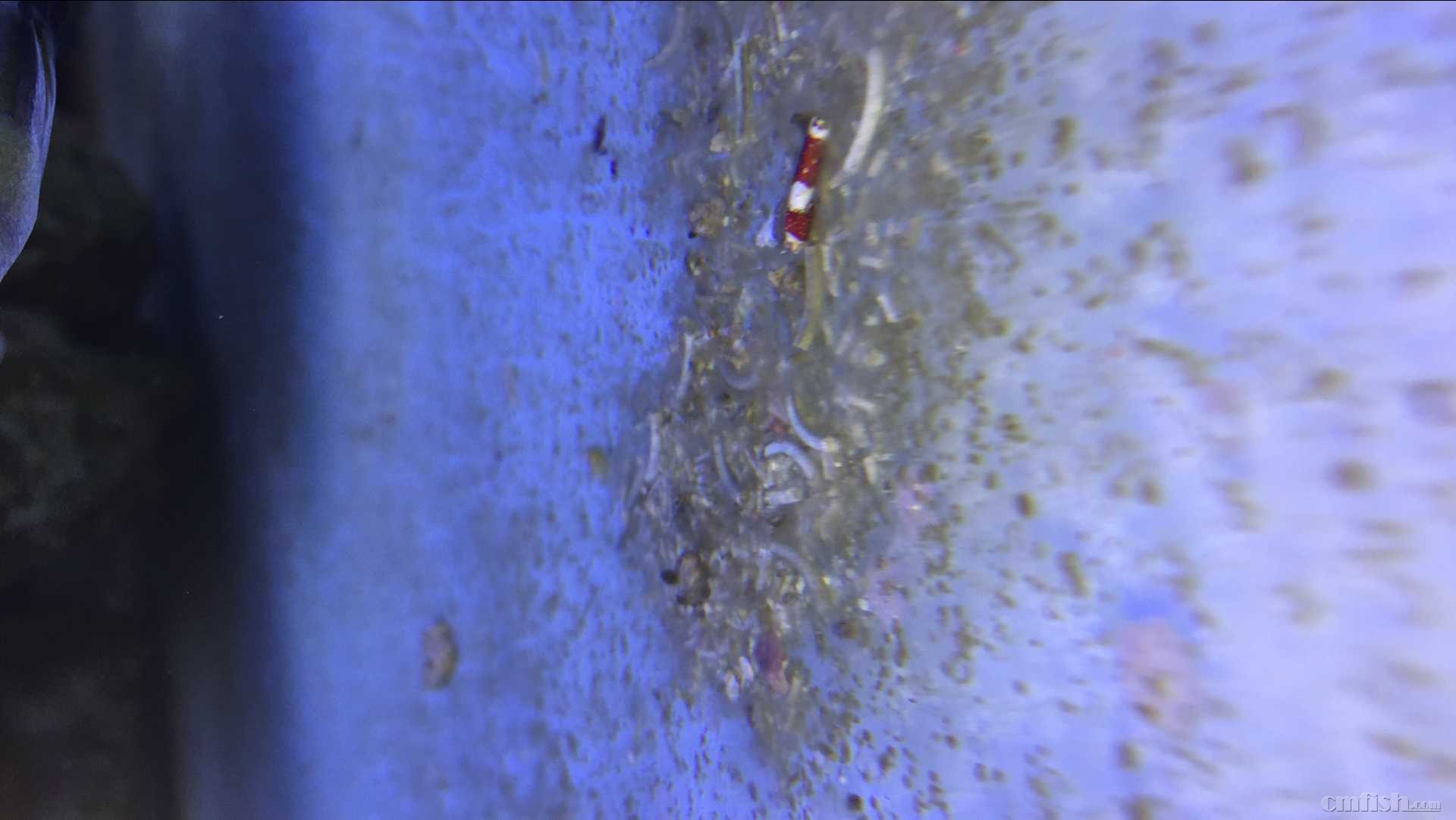 怀疑火花是内寄在珊瑚缸如何治疗更新了最新图