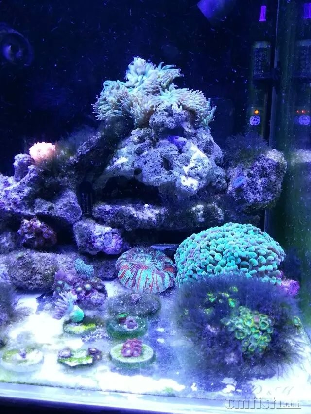 40方底滤一年随笔 给新手的一点建议 - 微缸专