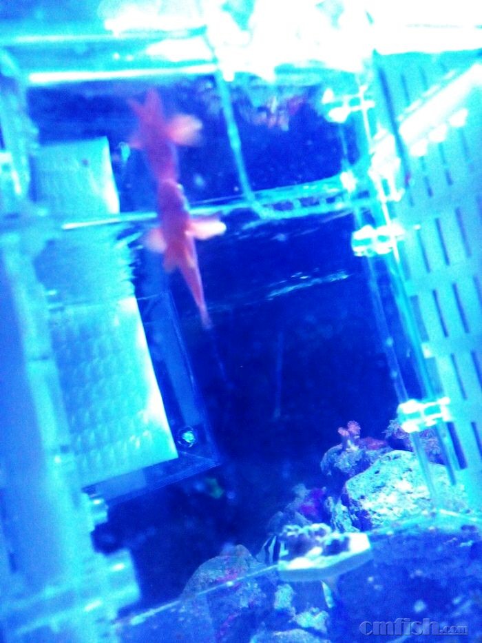 SOS蓝吊和番茄出现白点持续一个月了,蓝吊期