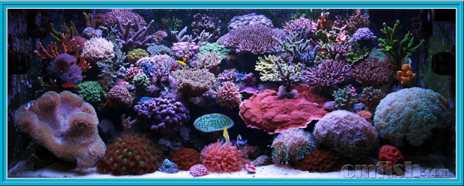 美缸共赏(19) 珊瑚上瘾综合症