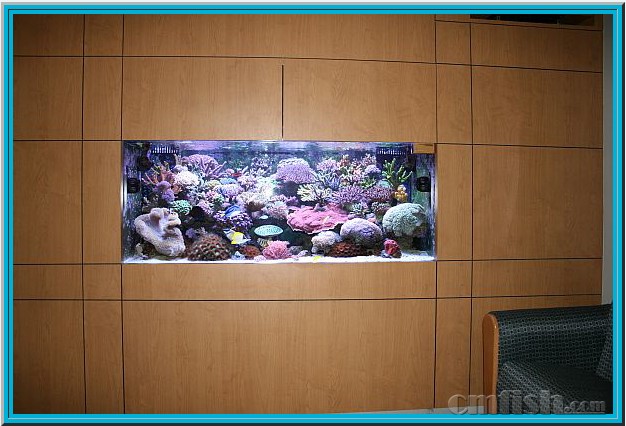 美缸共赏(19) 珊瑚上瘾综合症