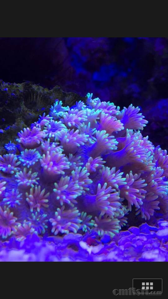 出黄绿瓦片,南太绿鸟,金边绿心大星花,日本草皮