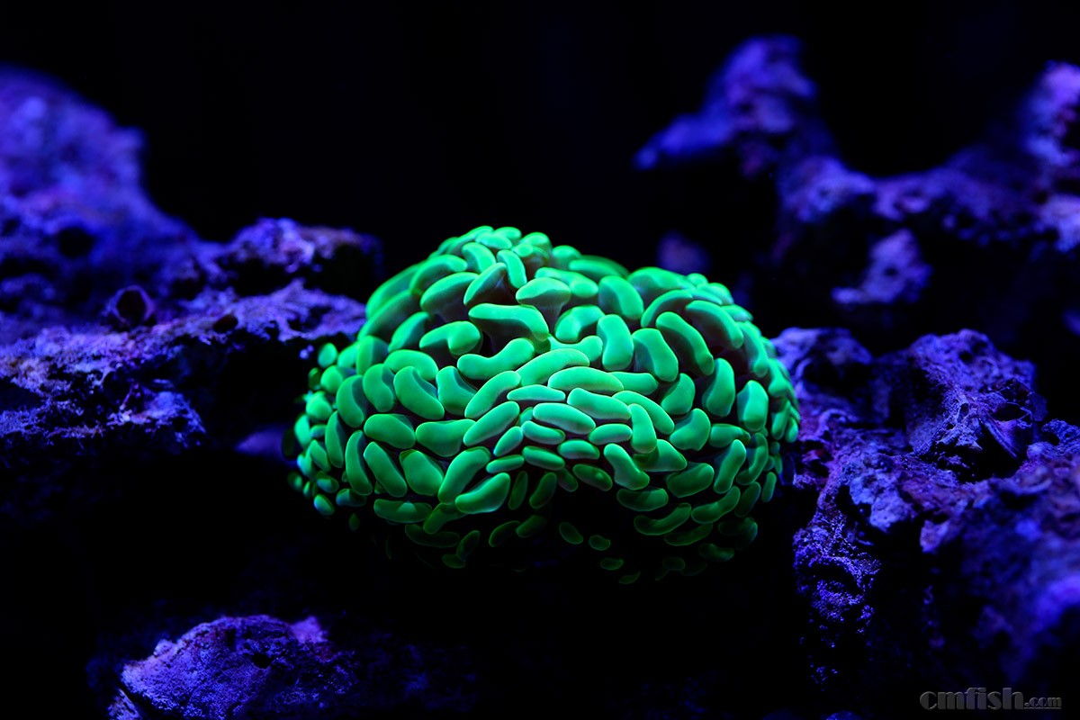 六合分解式,香港六合彩最准三肖_信誉品牌!