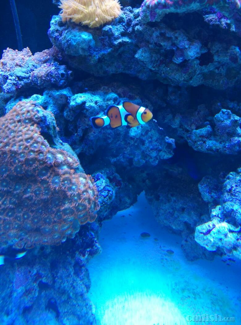 求助,小丑身上大块黑斑,是怎么回事? - ◆初学者