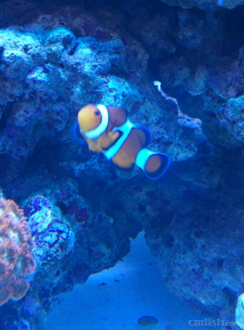 求助,小丑身上大块黑斑,是怎么回事? - ◆初学者