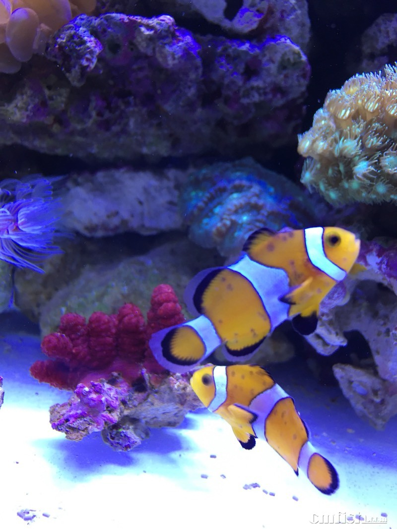 求助,小丑身上大块黑斑,是怎么回事? - ◆初学者