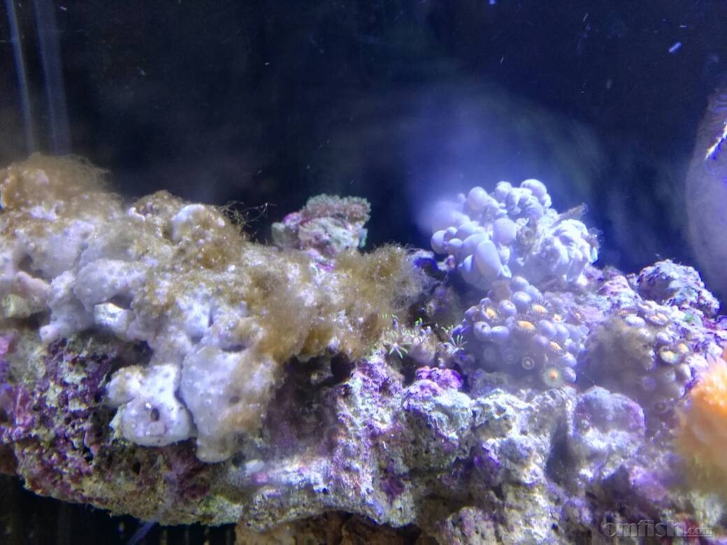 鱼缸长满褐色丝装藻,跪求解决办法? - ◆初学者