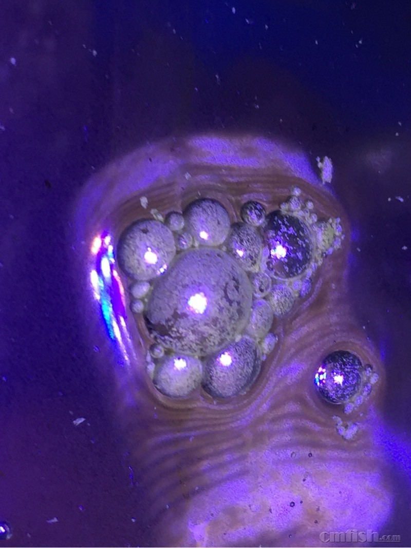 缸里雾蒙蒙的,请教这气泡里是什么东西? - ◆初