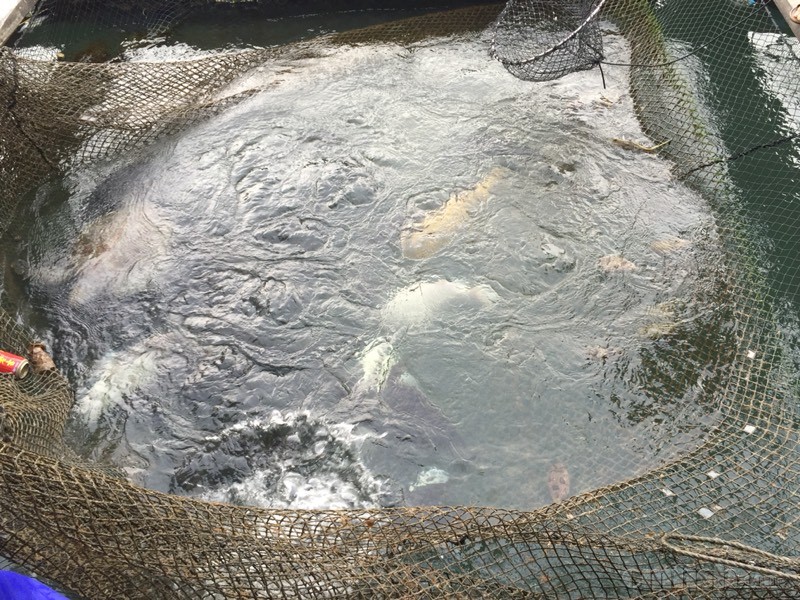 鱼排上全是葡萄藻哇