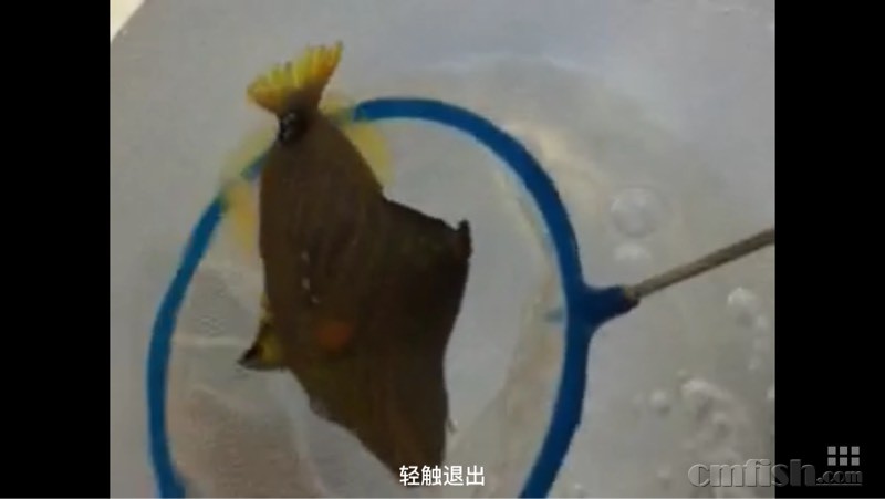 大家看看斜纹炮弹这是啥寄生虫? - 海水生物疾