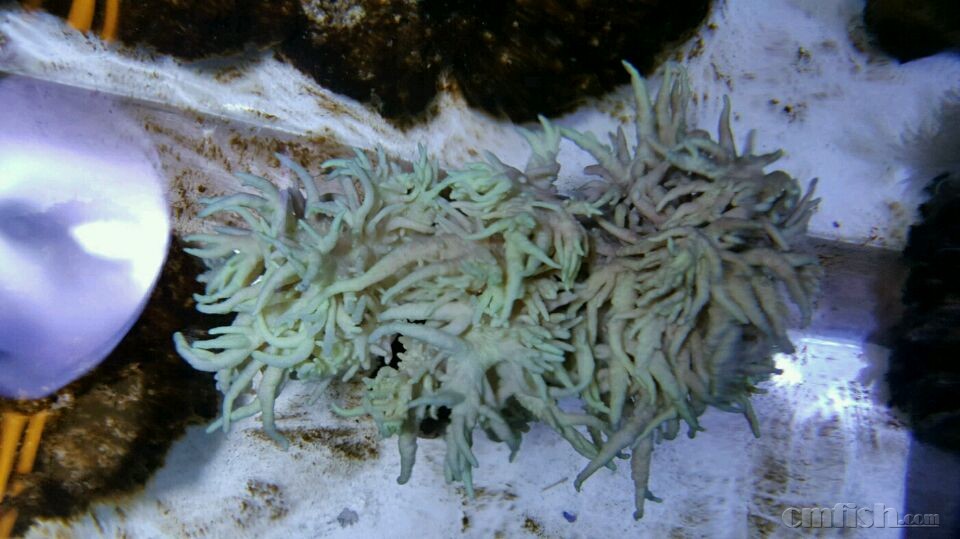 如图,手指珊瑚入缸就是这种发白带黄的颜色,一