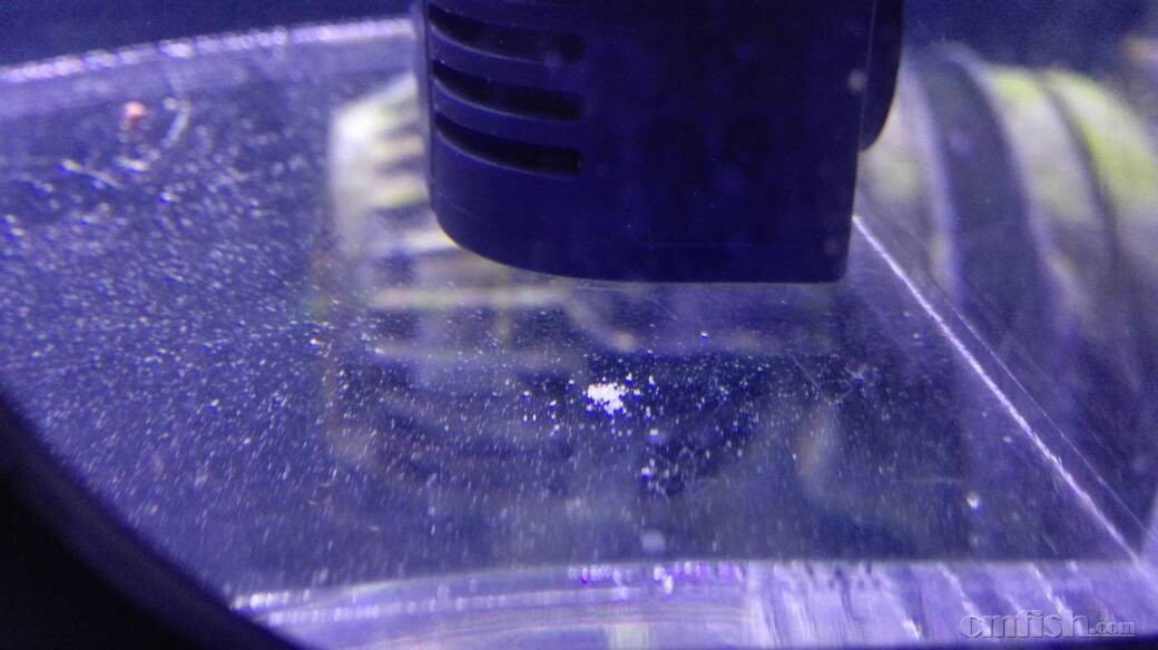 白点、朦眼、白絮状物,准备翻缸,消毒,请问缸里