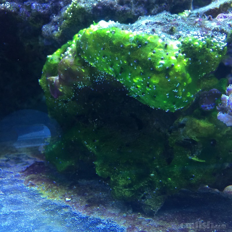 如此红泥 绿泥猖獗 求各路神仙破解之法!