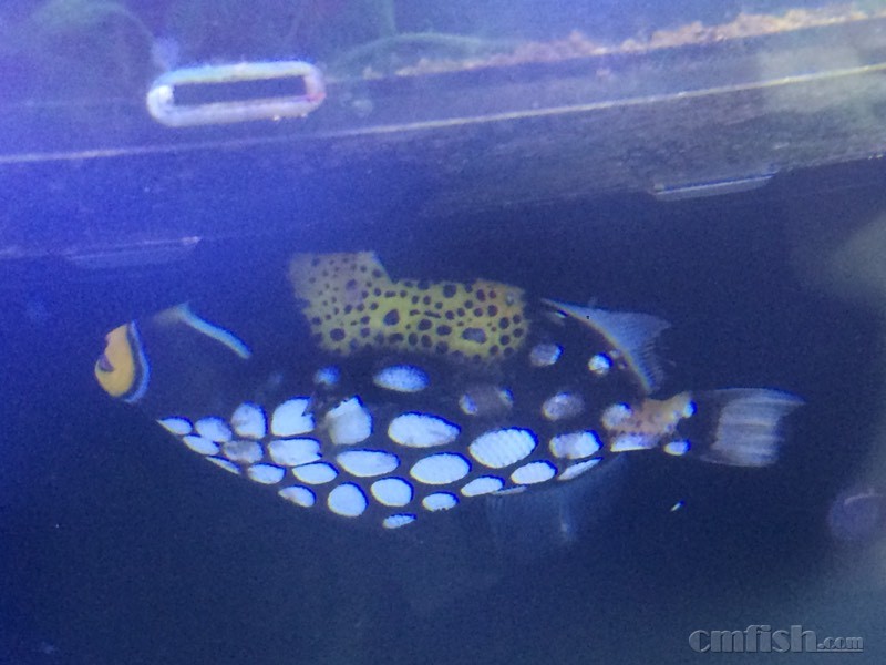 求助!小丑炮弹烂鳍烂皮怎么办 - ◆初学者咨询