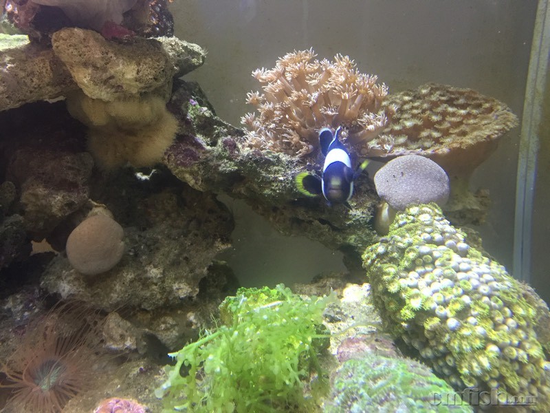 求解,奥黑的眼睛肿了!