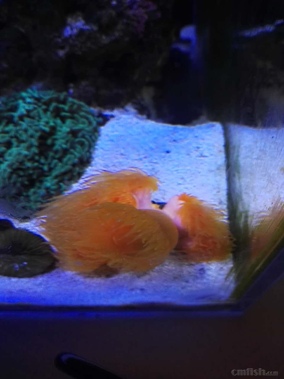 北京石佛营附近出炮仗花 - 北京地区 - CMF海水