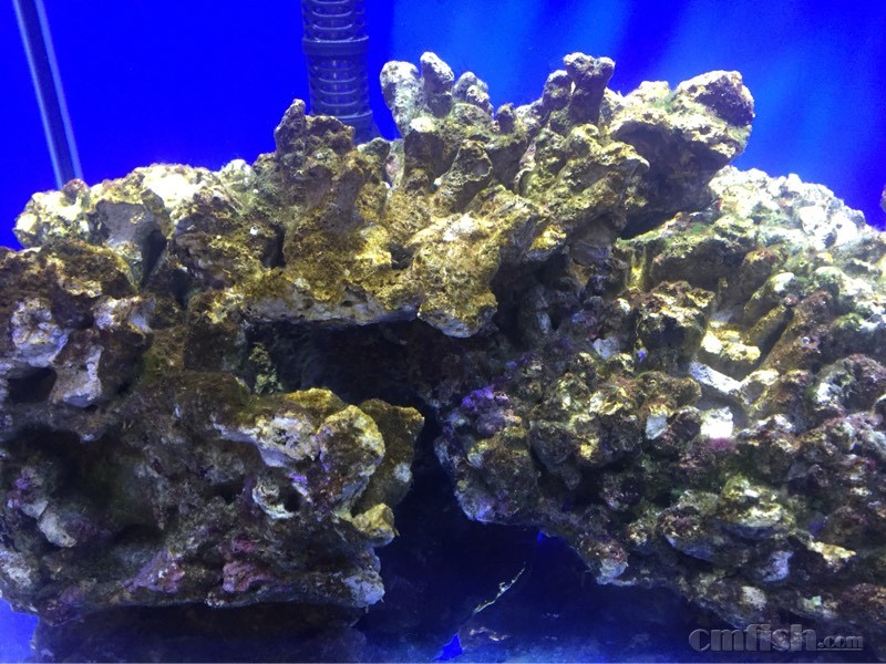 活石爆藻第七天 - ◆初学者咨询(Beginners) - C