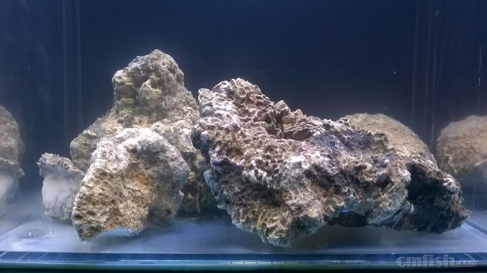 人跳海爆藻中 各种问题求解!为什么连钢毛虫都