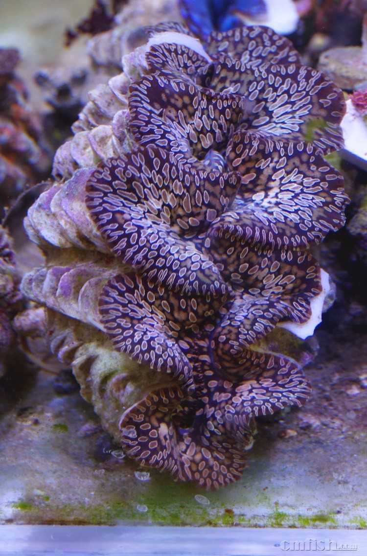 出仨吉格斯贝 砗磲贝 - 北京地区 - CMF海水观赏鱼论坛