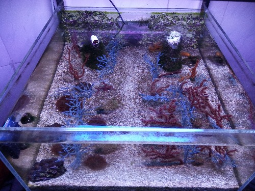 清缸出生物(红蓝海树为主)