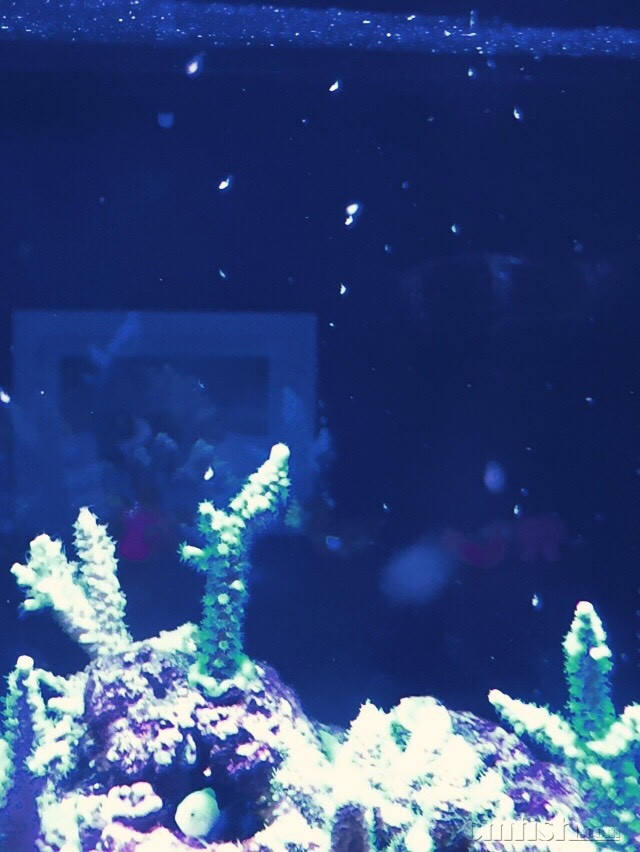 烦请大大看看 是什么东西 - 繁殖专区 - CMF海