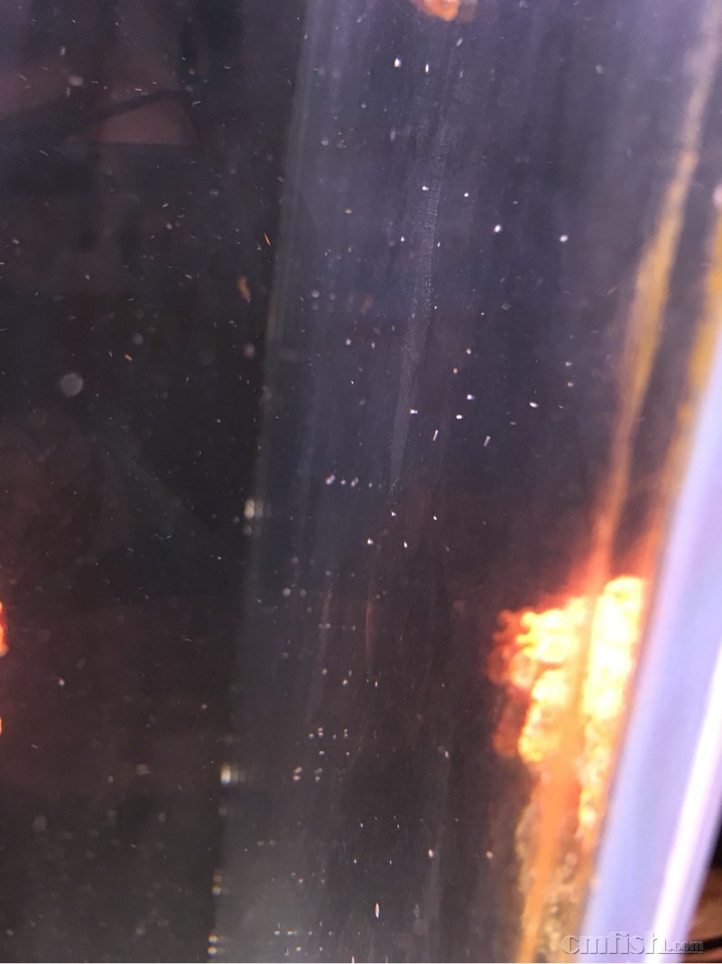 小白虫 - ◆初学者咨询(Beginners) - CMF海水观