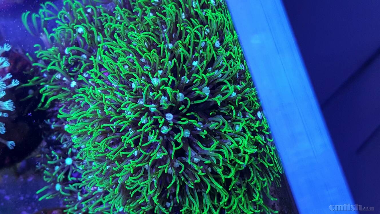 【已出】再出点珊瑚紫粉双色yuma草皮非皮 - 北京地区 - CMF海水观赏鱼论坛