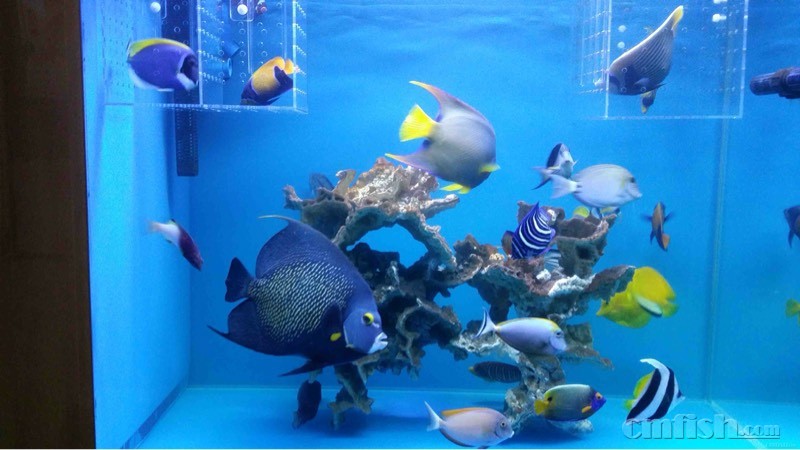 狗头多久喂一次?最近一星期可能没办法照顾他