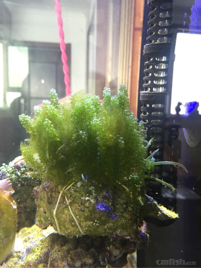 葡萄藻求救 - ◆初学者咨询(Beginners) - CMF海水观赏鱼论坛