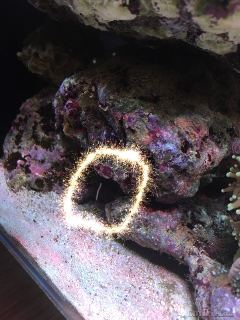 大肉蛆似的是啥玩意儿