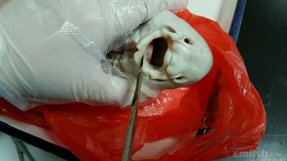 猫鲨死亡,有血斑,求助 - 海水生物疾病SOS - CM