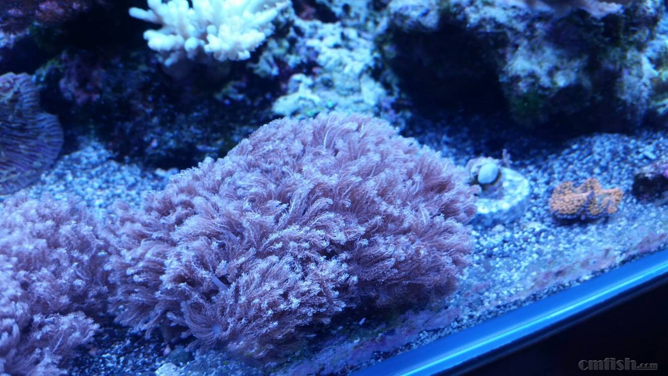 上海浦东出斐济闪千手(附赠送个紫叠瓦断枝),非