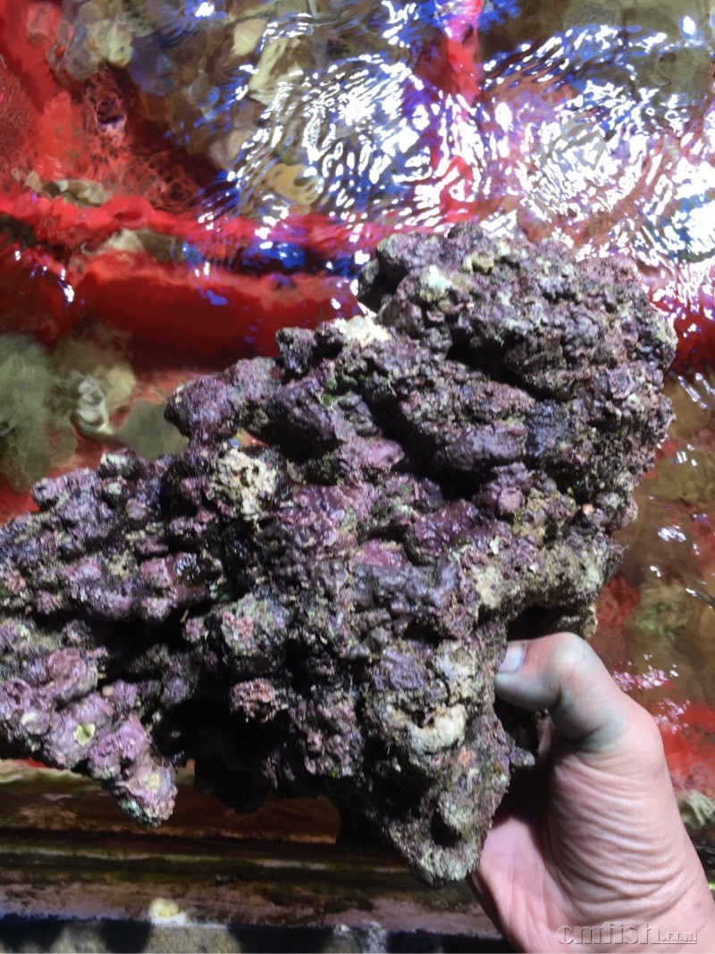 最新生物活石库存 - 合作商家交易区 - CMF海水观赏鱼论坛