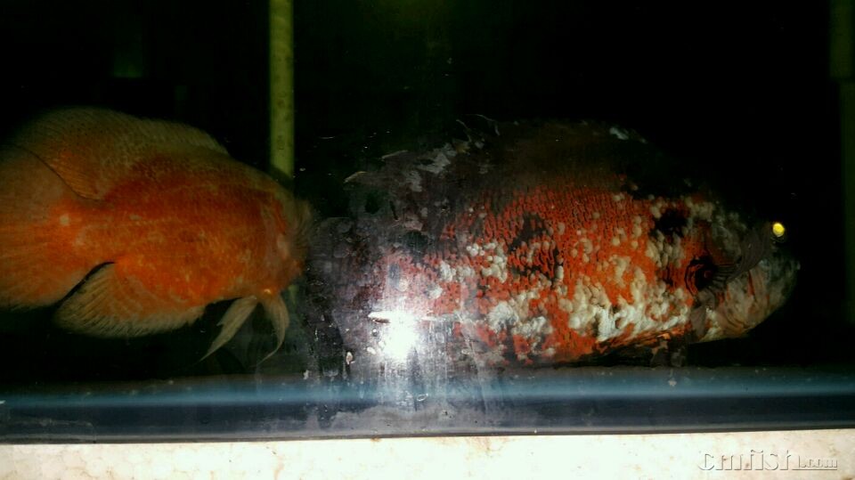 可怜又坚强的地图鱼 - 海水生物疾病SOS - CM