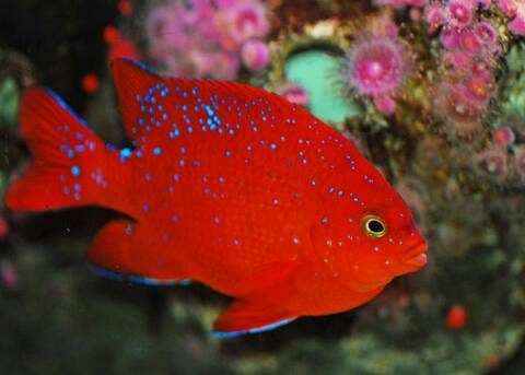 请教关于美国红雀(加州宝石)的饲养经验 - 北京