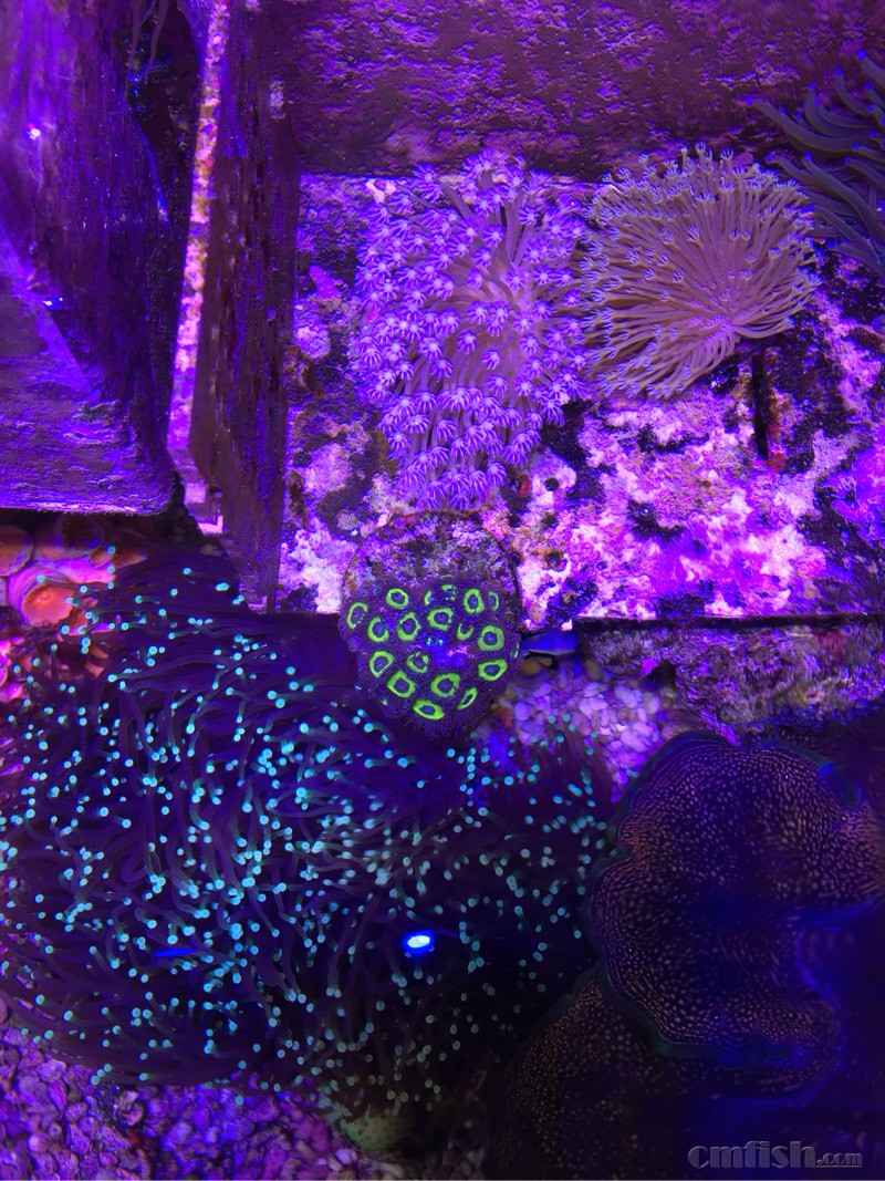 广州出日本千手、美国千手、日皮、日本草皮、