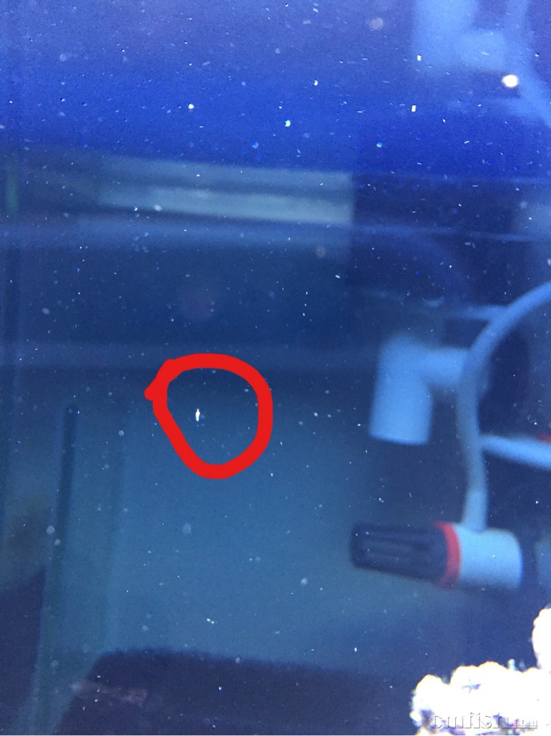 跟虾一样,尾巴还会动,是什么生物 - ◆初学者咨