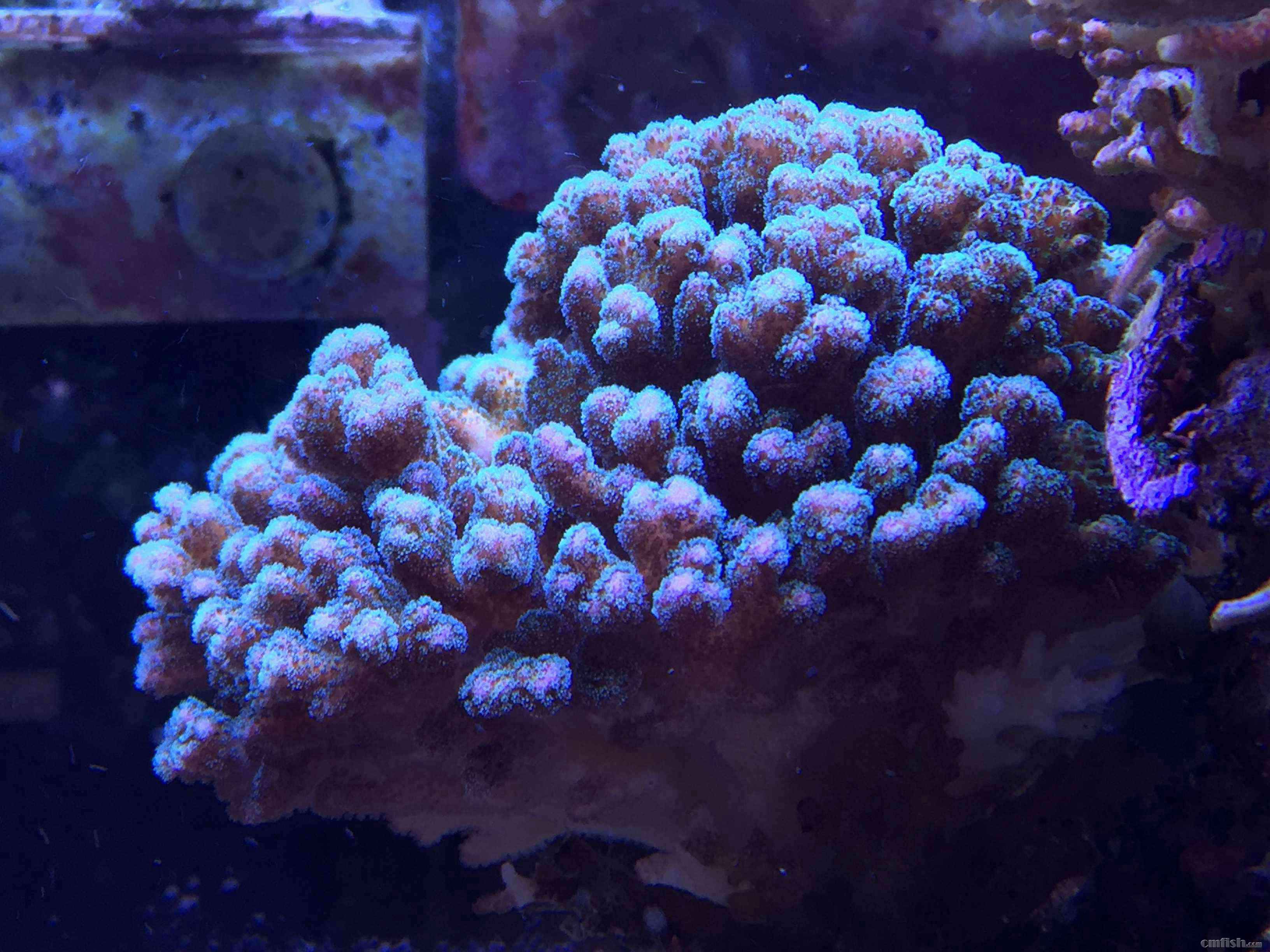 缸里SPS更新换代,广东东莞地区出三件养了2年