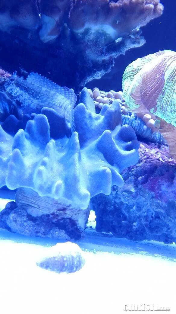 北边便宜出练手珊瑚菇纽扣