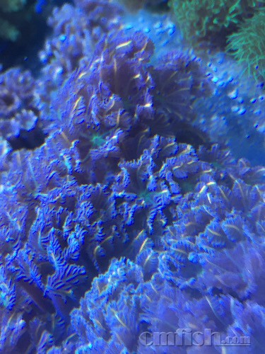 出星花,纽扣,断肢等(本市支持闪送,外地可发顺