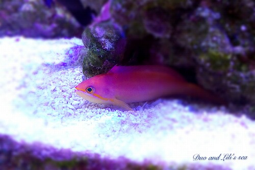 海金鱼一直很紧张怎么办 - 海水观赏鱼综合讨论