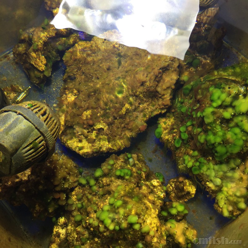 暴藻出绿泥 - ◆初学者咨询(Beginners) - CMF海