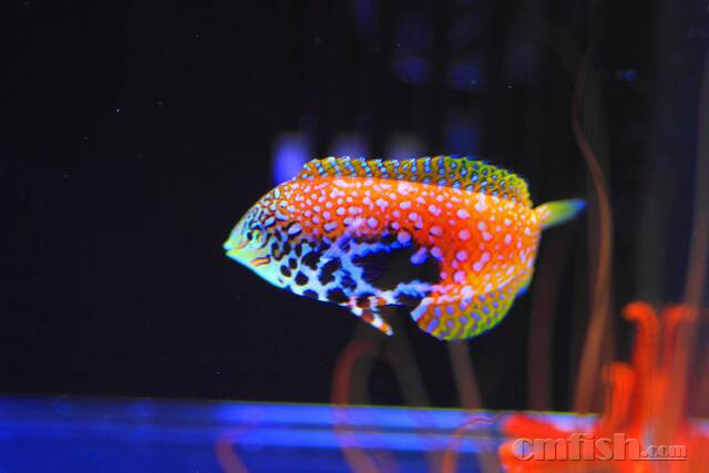 东非豹纹龙,终于买到了 - 海水观赏鱼综合讨论