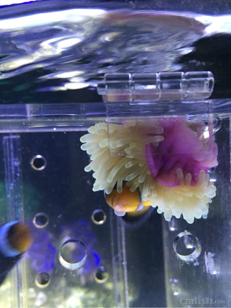 求助,小丑嘴巴长了白泡