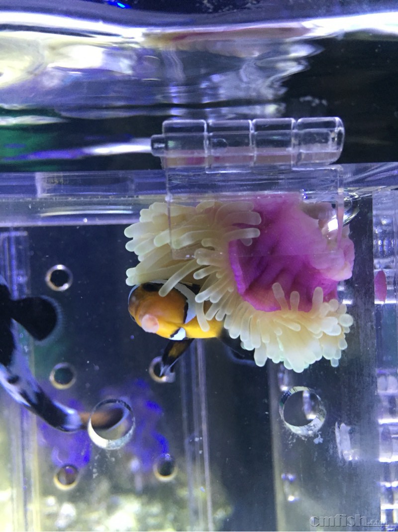 求助,小丑嘴巴长了白泡